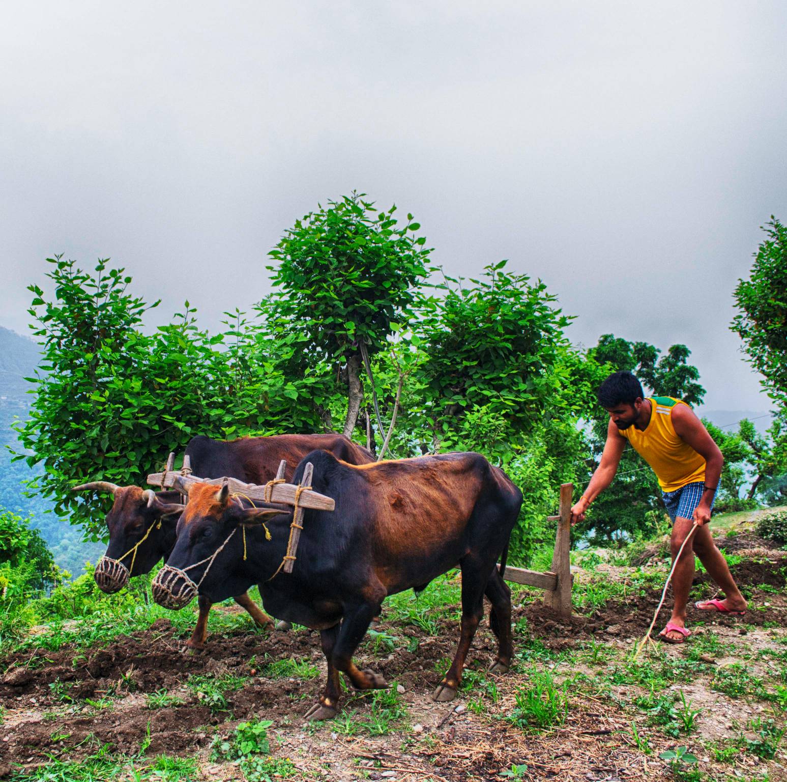 Farming